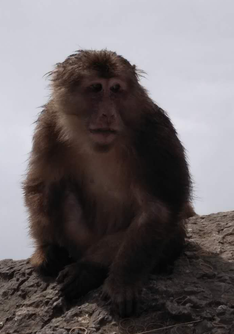 jinding-monkey1