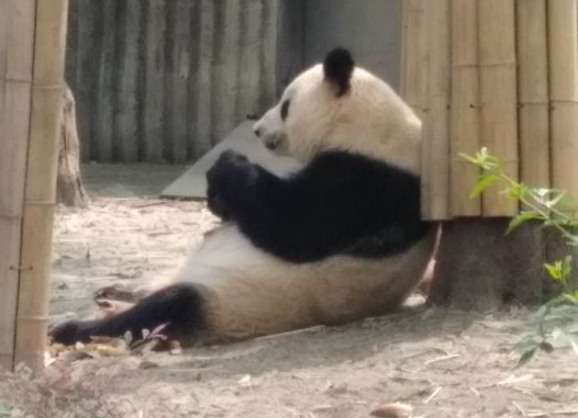 panda-eat