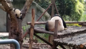 panda-sleep