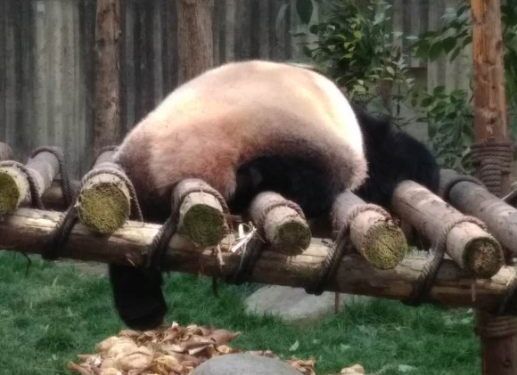panda-sleep2