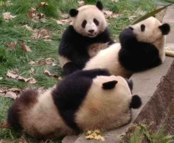 panda-three